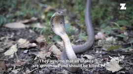 Nepal's snakes are in good hands with this serpent rescuer