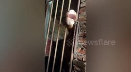 Clever calf uses tongue to open shed door