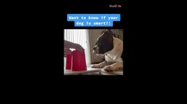 Treat-loving American Bully aces owner's smartness test with flying colors