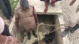 Cow falls into unsealed sewage canal near highway in southern India, rescued