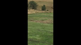 Extremely rare white-coloured red kite spotted in Wales