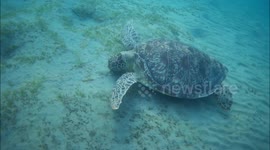 Snorkeling with sea turtle known as Ilonka, Shams Alam Beach Resort,Marsa Alam, Egypt, September 2022