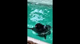 Cute seal makes funny fart noises with mouth