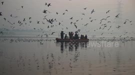 Watch this mesmerizing scene showing a flock of birds scavenging off fishermen boat