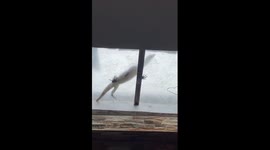 The lizard entering a house in Indonesia!
