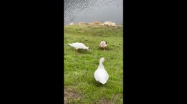 Grumpy ducks trying to chase laser pointer through the grass