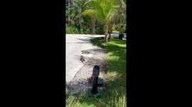 Touchy guy unintentionally causes a fierce fight between Iguanas