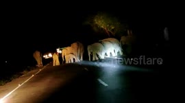 Herd of elephants spreads panic, strays in middle of road in northeastern India