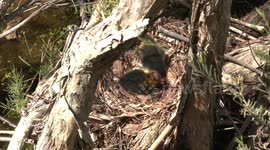 Bald as a Coot – it’s true!  Baby Coot hatchlings with bare heads waiting in their nest to be fed.