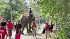 Distressed elephant collapses while being beaten and forced into truck