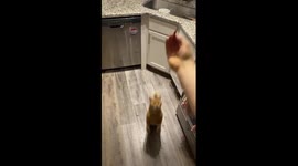 The cat jumps on the owner's hand for a treat and hangs funny on it!