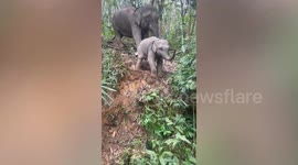 Baby elephant slides down slippery hill with mother jumbo in Thailand