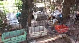 Wild python caught eating pet guinea pigs inside their cage