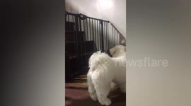 Clever pet pooches help each other open and close dog gate