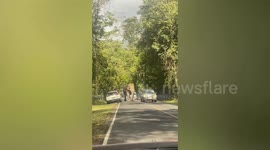 Wild elephant stalls traffic at forest road as park rangers assist stranded drivers in Thailand