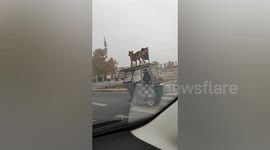 Dog balances on roof of vehicle moving along road in China