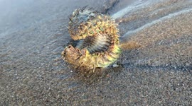 Man thought he saw an alien on a Scottish beach but it turned out to be a type of worm confusingly called a 'sea mouse'