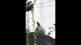 Listen to the many sounds of the lyrebird including a baby crying and fire alarm