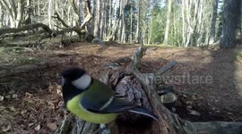 A very short and funny Great tit pecks the lens in a very funny and angry kind of way.