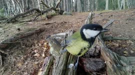 An angry and funny Great tit bird dances around right in front of the camera.