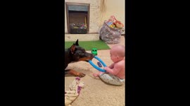Doberman and baby have heartwarming exchange during play time