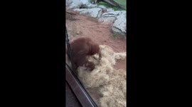Orangutang makes bed of Straw