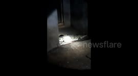 Crocodile removed after being found lurking inside local's hut in India
