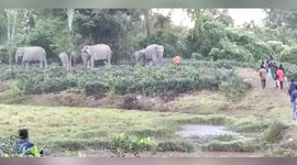 Elephant chases locals torturing it in northeastern India