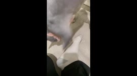 Determined Sphynx will stop at nothing to get sock off her hooman's foot