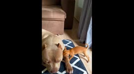 Tiny puppy desperately tries to gain attention of much larger pooch
