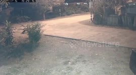 Panicked resident jumps off hammock while pet dog flees as massive wild elephant entered village