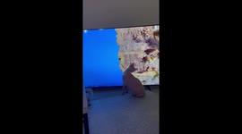 Hungry cat tries his luck at hunting deer on his TV screen