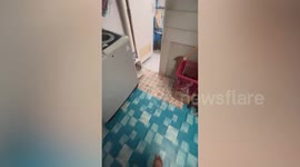 Wild monitor lizard caught hiding on family’s bathroom sunroof