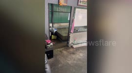 Wild monitor lizard dashes out of wet market after swimming in seafood pond