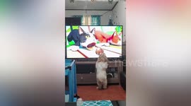 Adorable pet Shih Tzu excitedly greets animated rats on TV