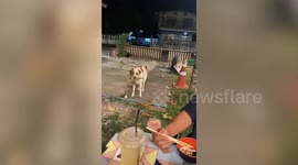Smart stray dog trades pieces of dried leaves for meat at restaurant in Thailand