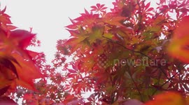 Maple Leaves Enter The Rapid Discoloration Period In Lianyungang, China