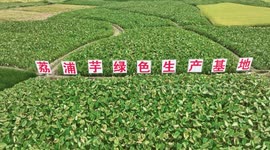 Lipu-taro Base In Guilin, China