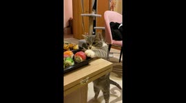 Cat snags sushi roll and ridiculously stuffs face with fish