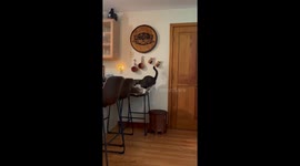 Cat born without eyes is extremely cautious