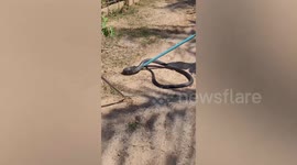 Large cobra caught hiding inside resident's living room
