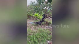 Pet pit bull attacks monitor lizard climbing tree on owner's property