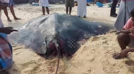 Indian fishermen catch giant sting ray