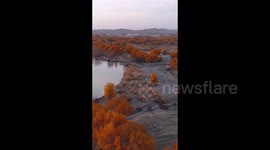 Populus euphratica forest in Urumqi, China