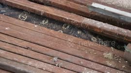 Monitor lizard caught hiding under family's floorboards