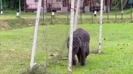 Baby elephant gets stuck in football net while emulating World Cup