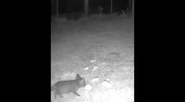 Cute little fox cub eating in back garden