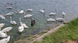 Black Swan amongst White Swans