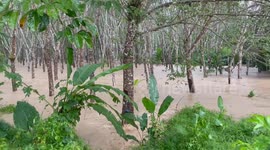 Low pressure cell spawns heavy rains and gushing floods in southern Thailand