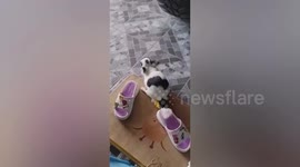 Rubber chicken toy honks repeatedly as chihuahua in heat humps it